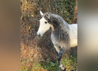 PRE, Hengst, 5 Jahre, 161 cm, Apfelschimmel