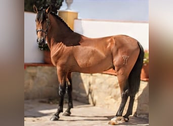 PRE Mix, Hengst, 5 Jahre, 161 cm, Brauner