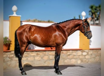 PRE Mix, Hengst, 5 Jahre, 161 cm, Brauner