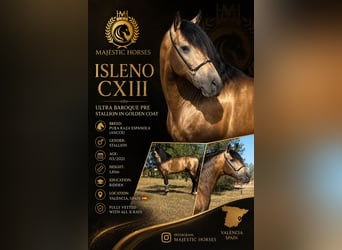 PRE Mix, Hengst, 5 Jahre, 161 cm, Buckskin