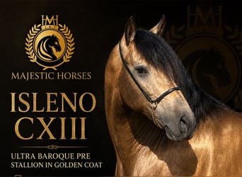 PRE Mix, Hengst, 5 Jahre, 161 cm, Buckskin