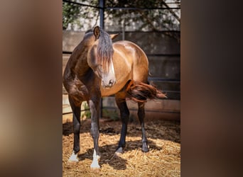 PRE, Hengst, 5 Jahre, 161 cm, Buckskin