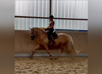 PRE, Hengst, 5 Jahre, 161 cm, Palomino