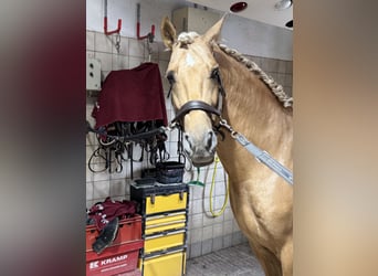 PRE Mix, Hengst, 5 Jahre, 161 cm, Palomino