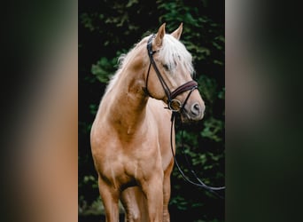 PRE Mix, Hengst, 5 Jahre, 161 cm, Palomino