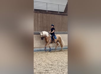 PRE Mix, Hengst, 5 Jahre, 161 cm, Palomino