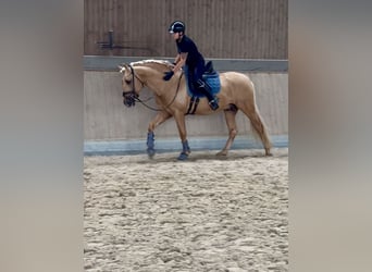 PRE Mix, Hengst, 5 Jahre, 161 cm, Palomino