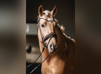 PRE Mix, Hengst, 5 Jahre, 161 cm, Palomino