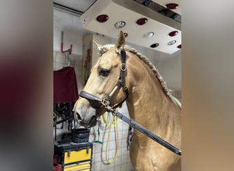 PRE Mix, Hengst, 5 Jahre, 161 cm, Palomino