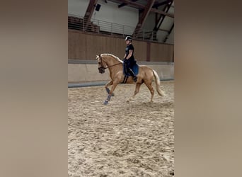 PRE Mix, Hengst, 5 Jahre, 161 cm, Palomino