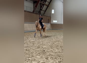 PRE Mix, Hengst, 5 Jahre, 161 cm, Palomino