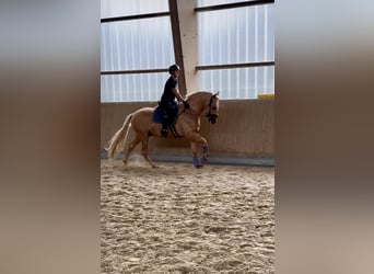 PRE Mix, Hengst, 5 Jahre, 161 cm, Palomino