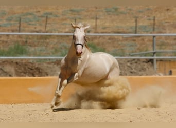 PRE Mix, Hengst, 5 Jahre, 161 cm, Perlino