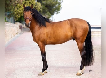 PRE Mix, Hengst, 5 Jahre, 161 cm, Rotbrauner