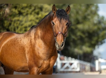 PRE Mix, Hengst, 5 Jahre, 161 cm, Rotbrauner
