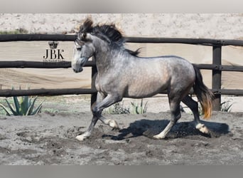PRE, Hengst, 5 Jahre, 161 cm, Schimmel