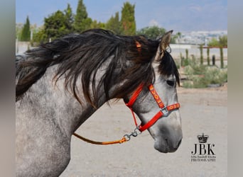PRE, Hengst, 5 Jahre, 161 cm, Schimmel