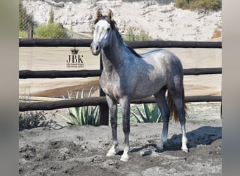 PRE, Hengst, 5 Jahre, 161 cm, Schimmel