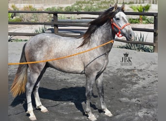 PRE, Hengst, 5 Jahre, 161 cm, Schimmel