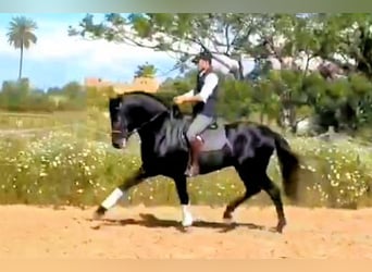 PRE Mix, Hengst, 5 Jahre, 161 cm, Schimmel