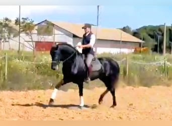 PRE Mix, Hengst, 5 Jahre, 161 cm, Schimmel