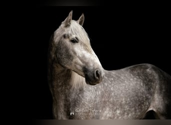 PRE Mix, Hengst, 5 Jahre, 162 cm, Apfelschimmel