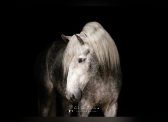 PRE Mix, Hengst, 5 Jahre, 162 cm, Apfelschimmel