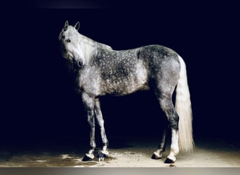 PRE Mix, Hengst, 5 Jahre, 162 cm, Apfelschimmel