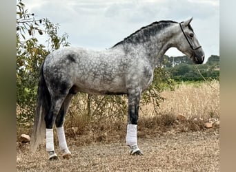 PRE Mix, Hengst, 5 Jahre, 162 cm, Apfelschimmel