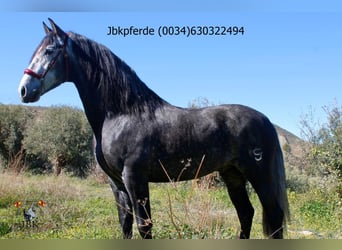 PRE Mix, Hengst, 5 Jahre, 162 cm, Apfelschimmel
