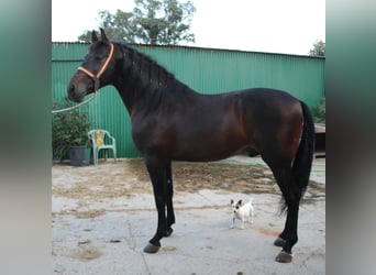 PRE Mix, Hengst, 5 Jahre, 162 cm, Brauner