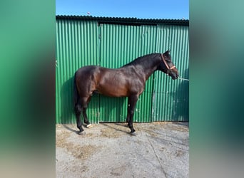 PRE Mix, Hengst, 5 Jahre, 162 cm, Brauner