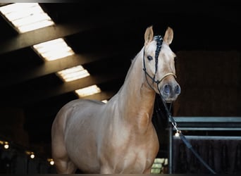 PRE Mix, Hengst, 5 Jahre, 162 cm, Buckskin