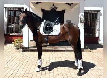 PRE, Hengst, 5 Jahre, 162 cm, Dunkelbrauner