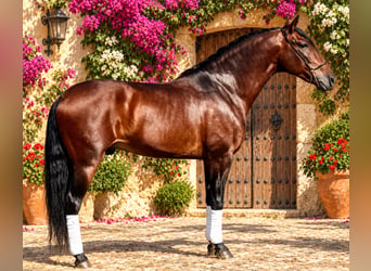 PRE, Hengst, 5 Jahre, 162 cm, Dunkelbrauner