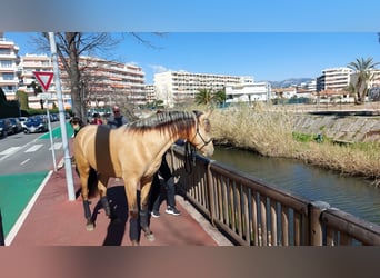 PRE Mix, Hengst, 5 Jahre, 162 cm, Falbe