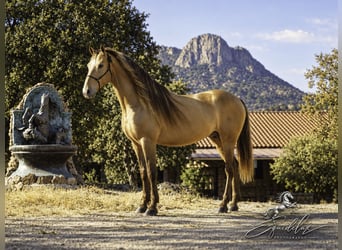 PRE Mix, Hengst, 5 Jahre, 162 cm, Perlino