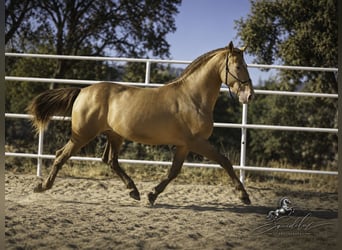 PRE Mix, Hengst, 5 Jahre, 162 cm, Perlino