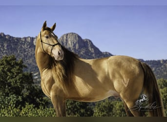 PRE Mix, Hengst, 5 Jahre, 162 cm, Perlino