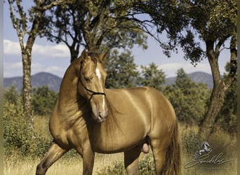 PRE Mix, Hengst, 5 Jahre, 162 cm, Perlino