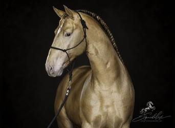 PRE Mix, Hengst, 5 Jahre, 162 cm, Perlino