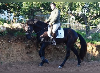 PRE, Hengst, 5 Jahre, 162 cm, Rappe