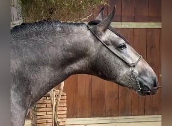 PRE Mix, Hengst, 5 Jahre, 162 cm, Schimmel