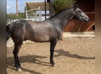 PRE Mix, Hengst, 5 Jahre, 162 cm, Schimmel