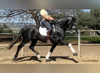 PRE Mix, Hengst, 5 Jahre, 163 cm, Apfelschimmel