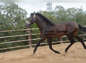 PRE, Hengst, 5 Jahre, 163 cm, Braunfalbschimmel
