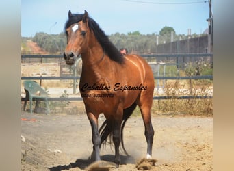 PRE Mix, Hengst, 5 Jahre, 163 cm, Buckskin