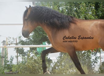 PRE Mix, Hengst, 5 Jahre, 163 cm, Buckskin