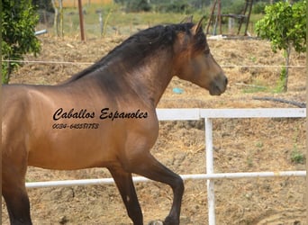 PRE Mix, Hengst, 5 Jahre, 163 cm, Buckskin