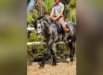 PRE Mix, Hengst, 5 Jahre, 163 cm